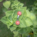Cherry quartz Crystal Caterpillar on Oregano leaf